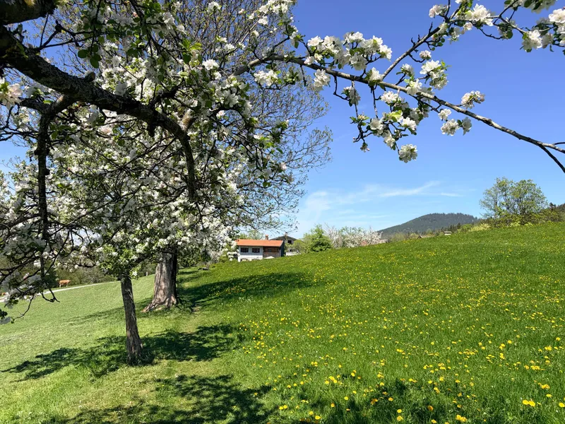 Spring Blossoms
